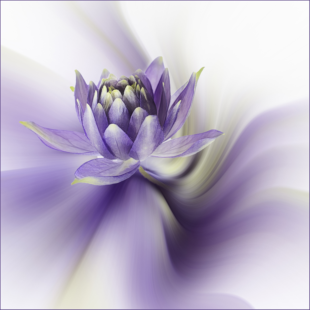 C_088_D_08_Ruth Wanless_a Study in Lavender