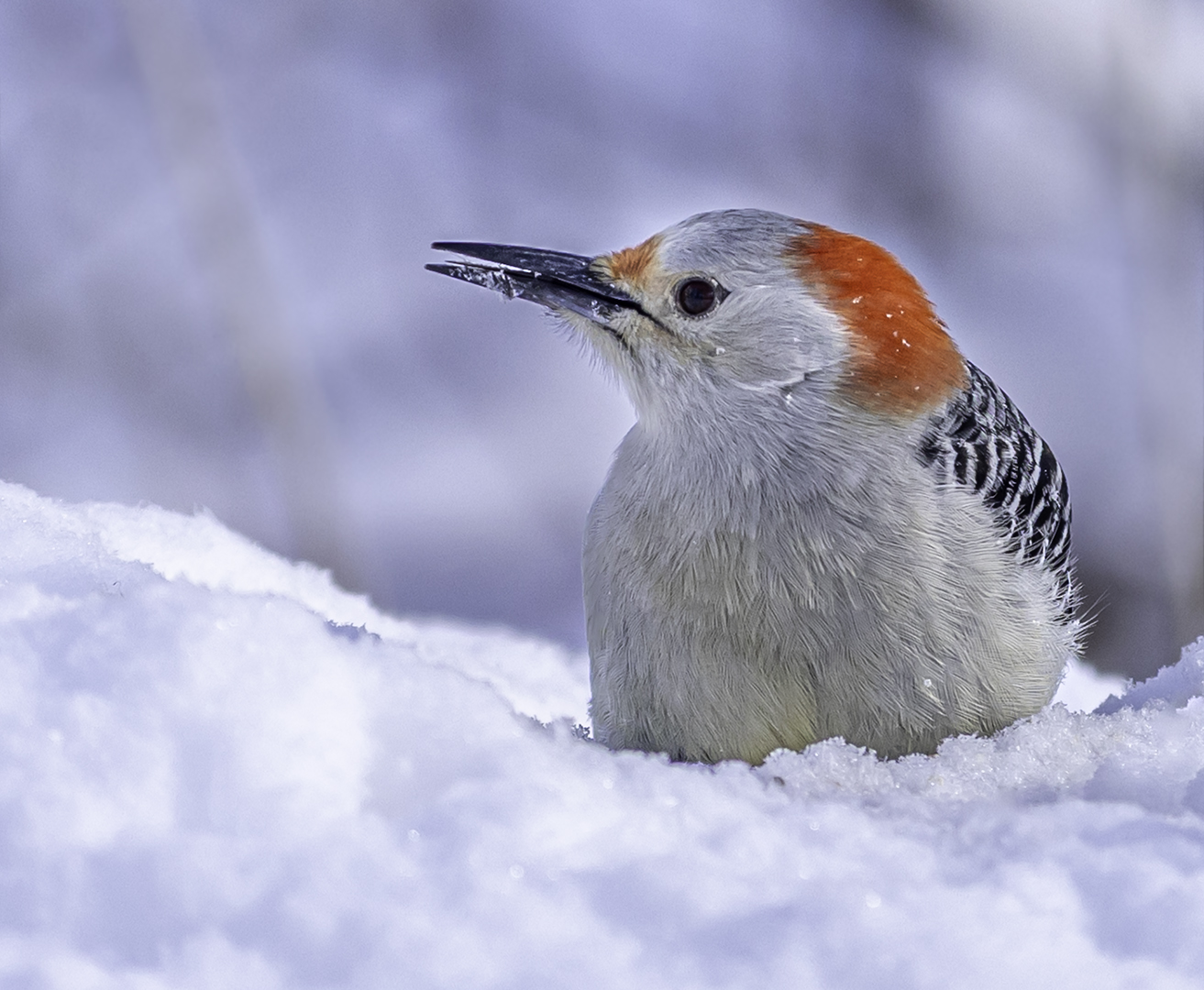 N_069_D_05_Paula Chiasson_ Woodpecker Enjoying the Snow