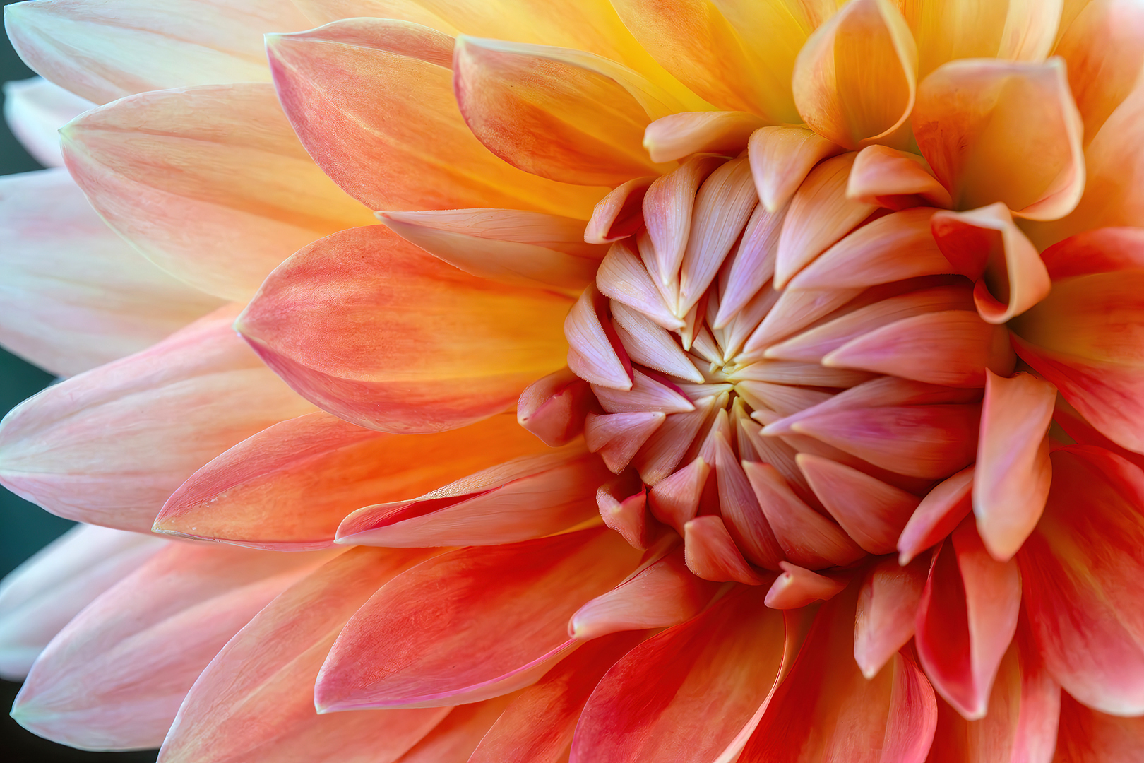 P_001_D_07_Karen Fulham_Dahlia