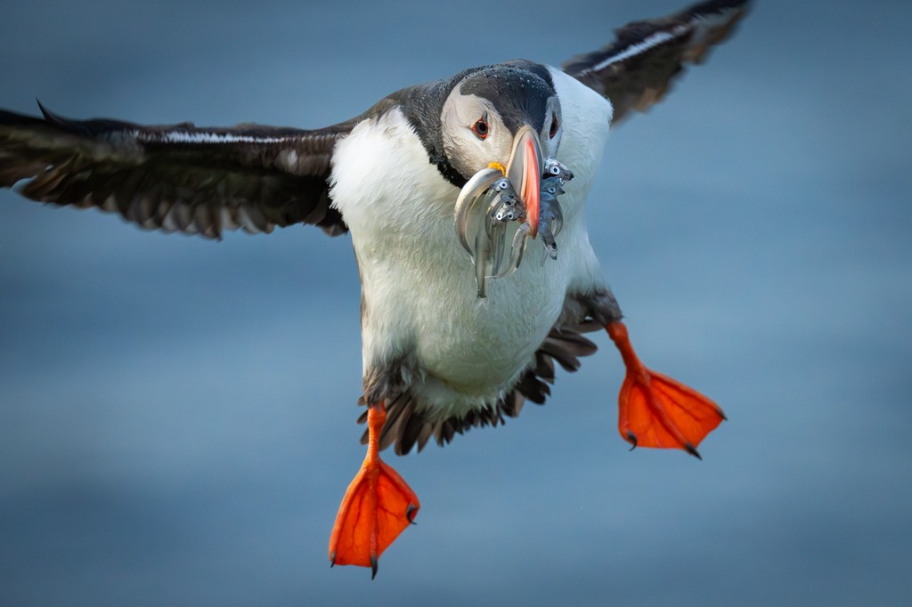 In Flight and at Rest: The Beauty of Birds in Motion and Stillness