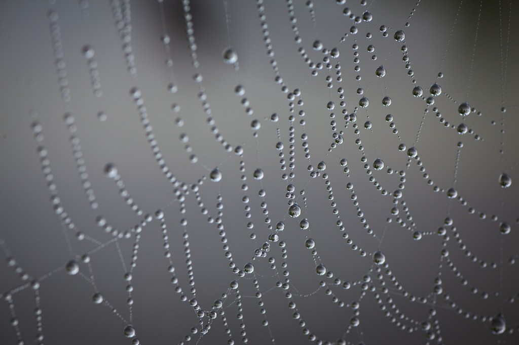 Macro Photography by Cecil Holmes