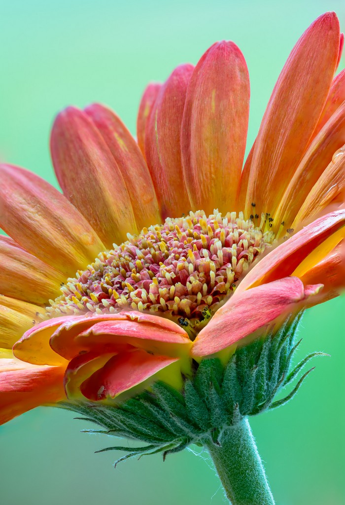 Macro Photography by Cecil Holmes