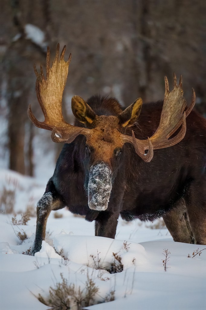 Wildlife Photography by Cecil Holmes