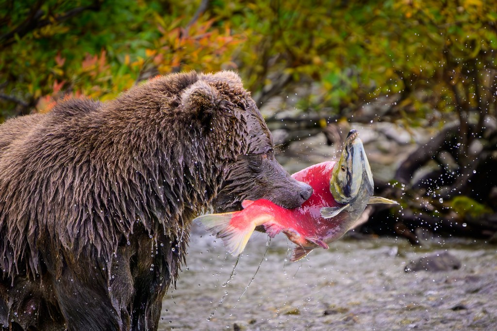 Wildlife Photography by Cecil Holmes